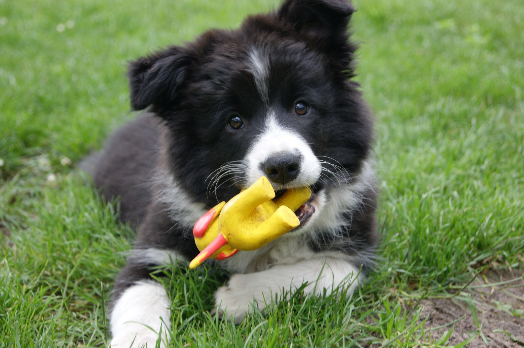 Border Collie Club Puppy Fundamentals Master Class Tickets, Kings Room