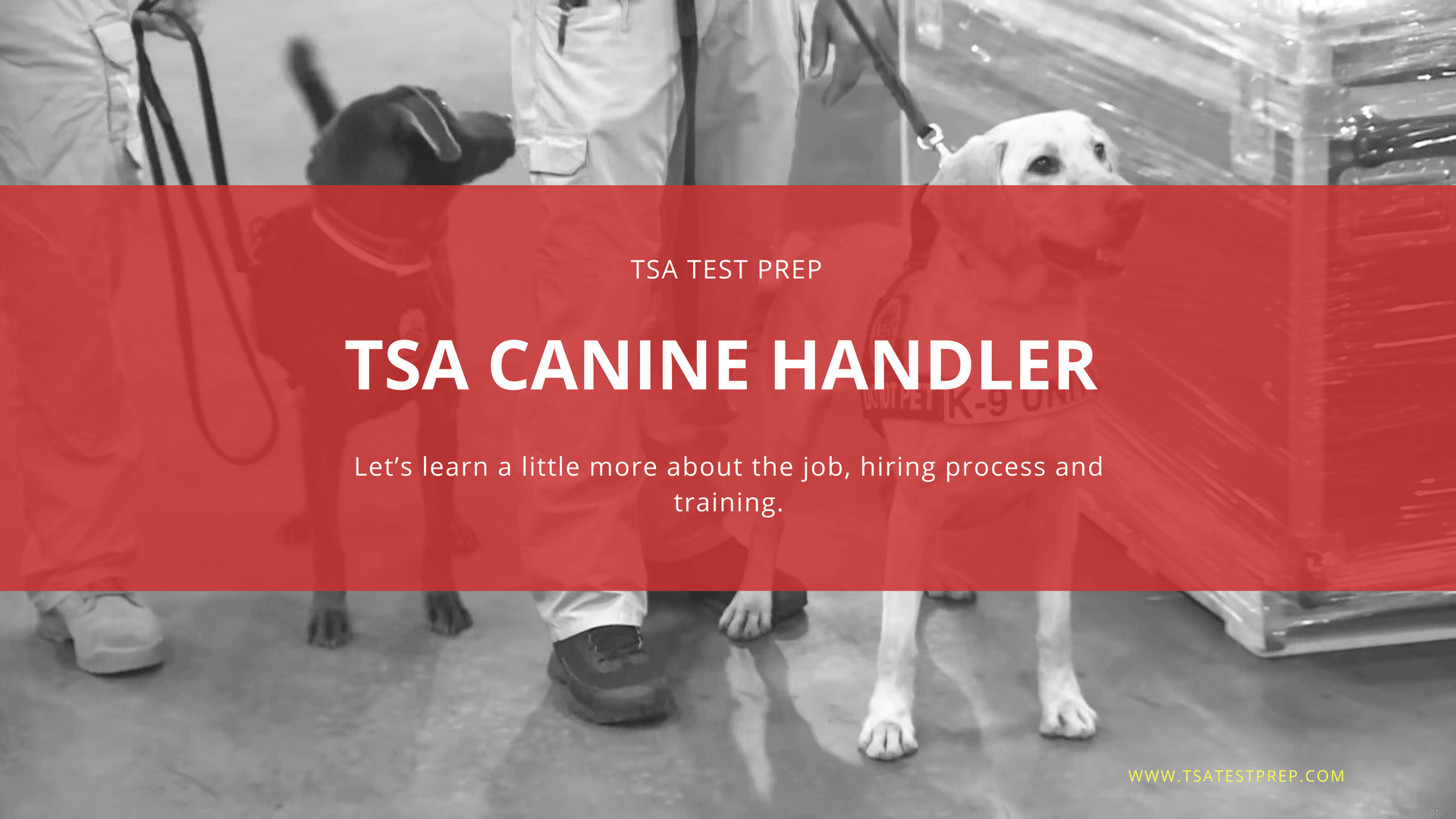TSA Canine Handler Hiring Process TSA Test Prep