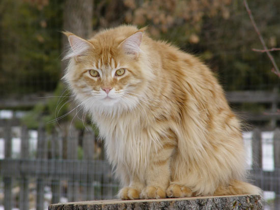 Unser Katzentagebuch