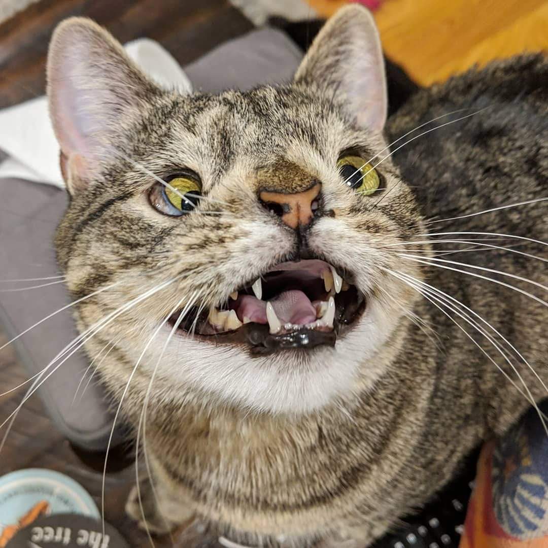 Downs Syndrome Cat Το "σύνδρομο Down" στη γάτα Tsitsos The Cat