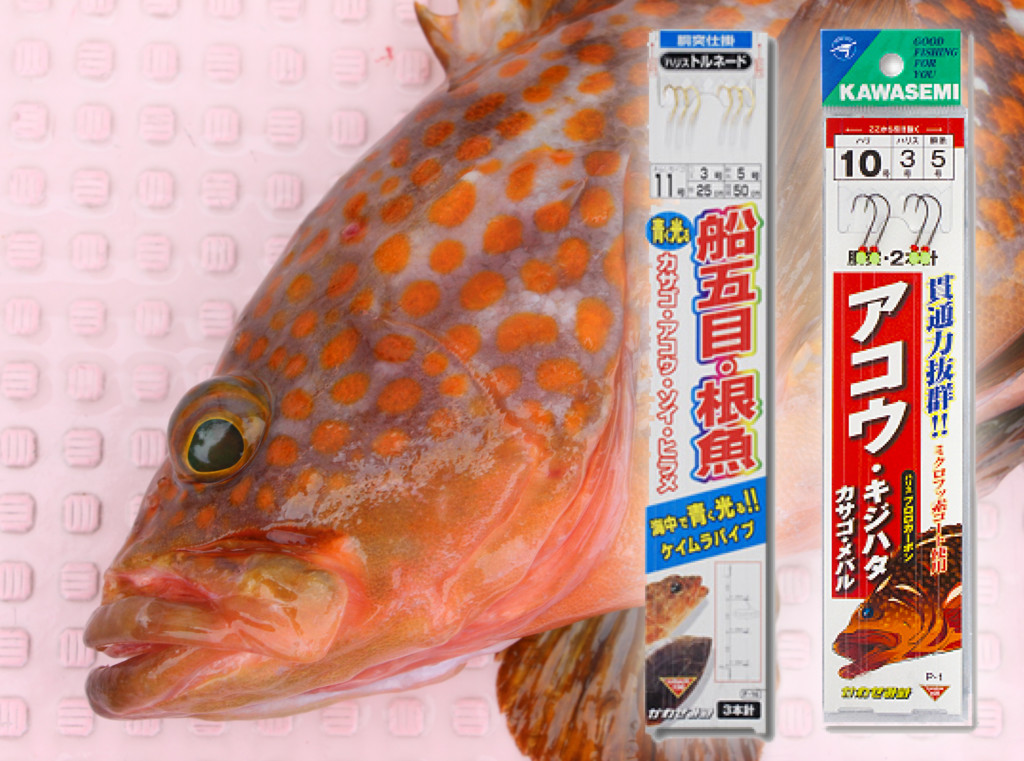 40cmは当たり前!? 50cm級の超大型も狙える【夏真っ盛りのアコウ（キジハタ）釣り】がイチオシ!! お手軽な市販仕かけでビギナーも美味な