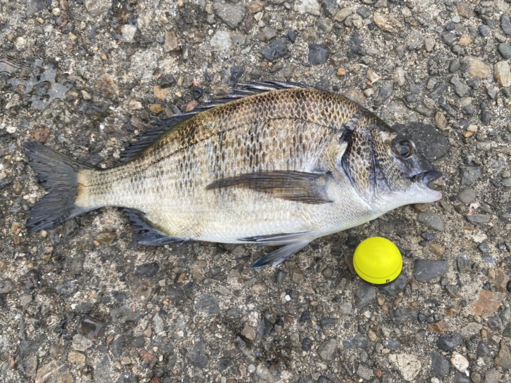 今週の関東海釣り公園釣果速報 引き続きタチウオが釣れています サビキではサバやアジが好調をキープ ニュース つりそく 釣場速報 今週の関東海釣り公園釣果速報 引き続きタチウオが釣れています サビキではサバやアジが好調をキープ ニュース つりそく 釣場速報
