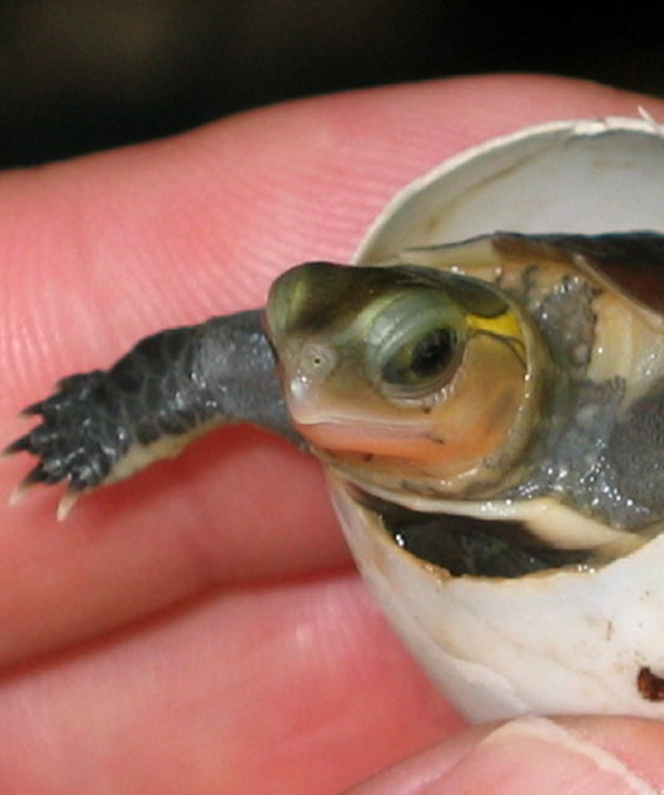 Turtle & Tortoise Preservation Group