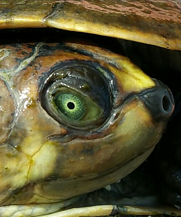 Turtle & Tortoise Preservation Group