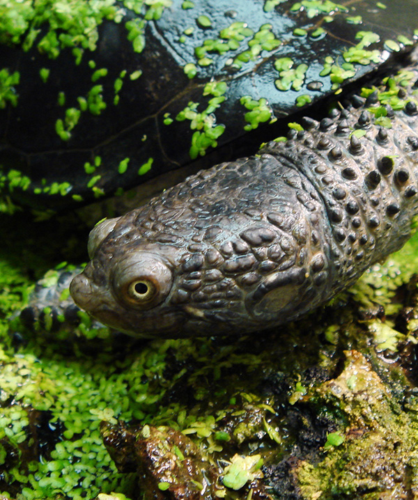 Turtle & Tortoise Preservation Group