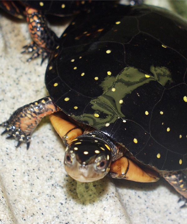 Turtle & Tortoise Preservation Group