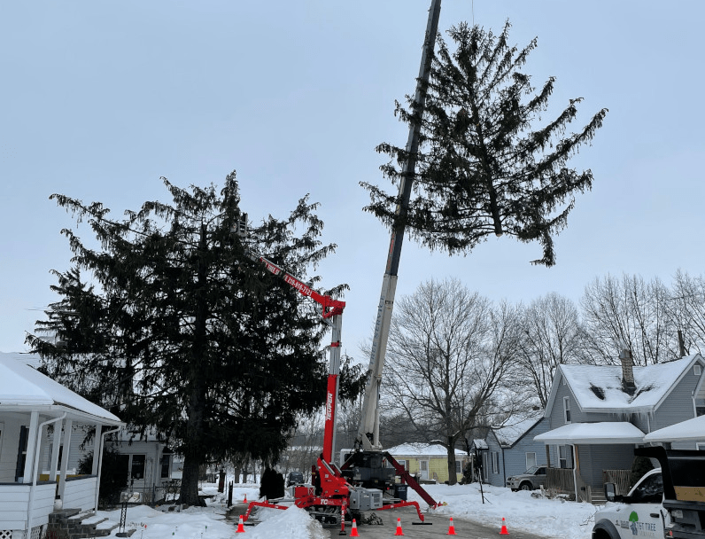Why You Should Schedule Tree Removal In The Winter