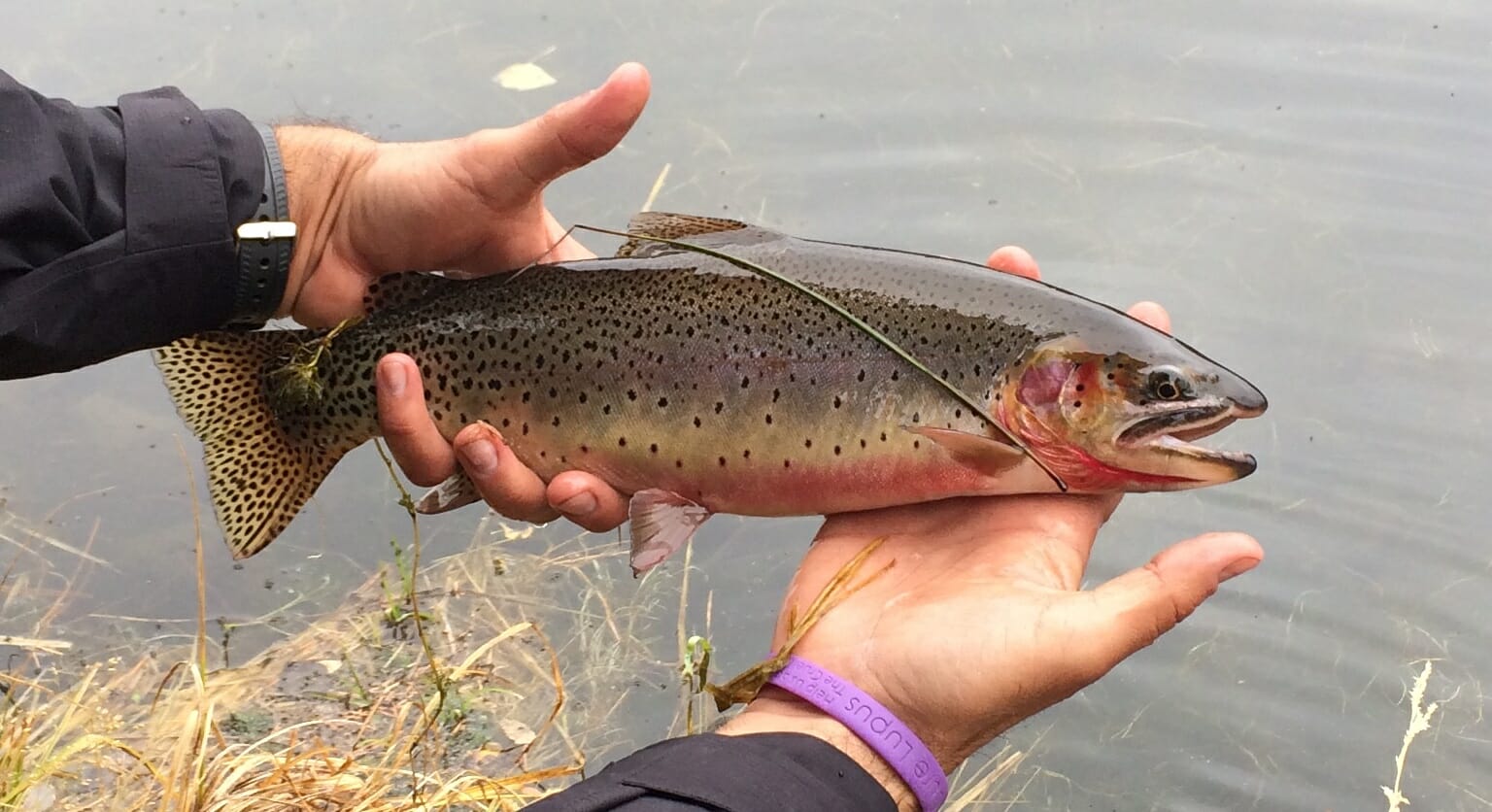Voices From The River Cutthroat Country Trout Unlimited