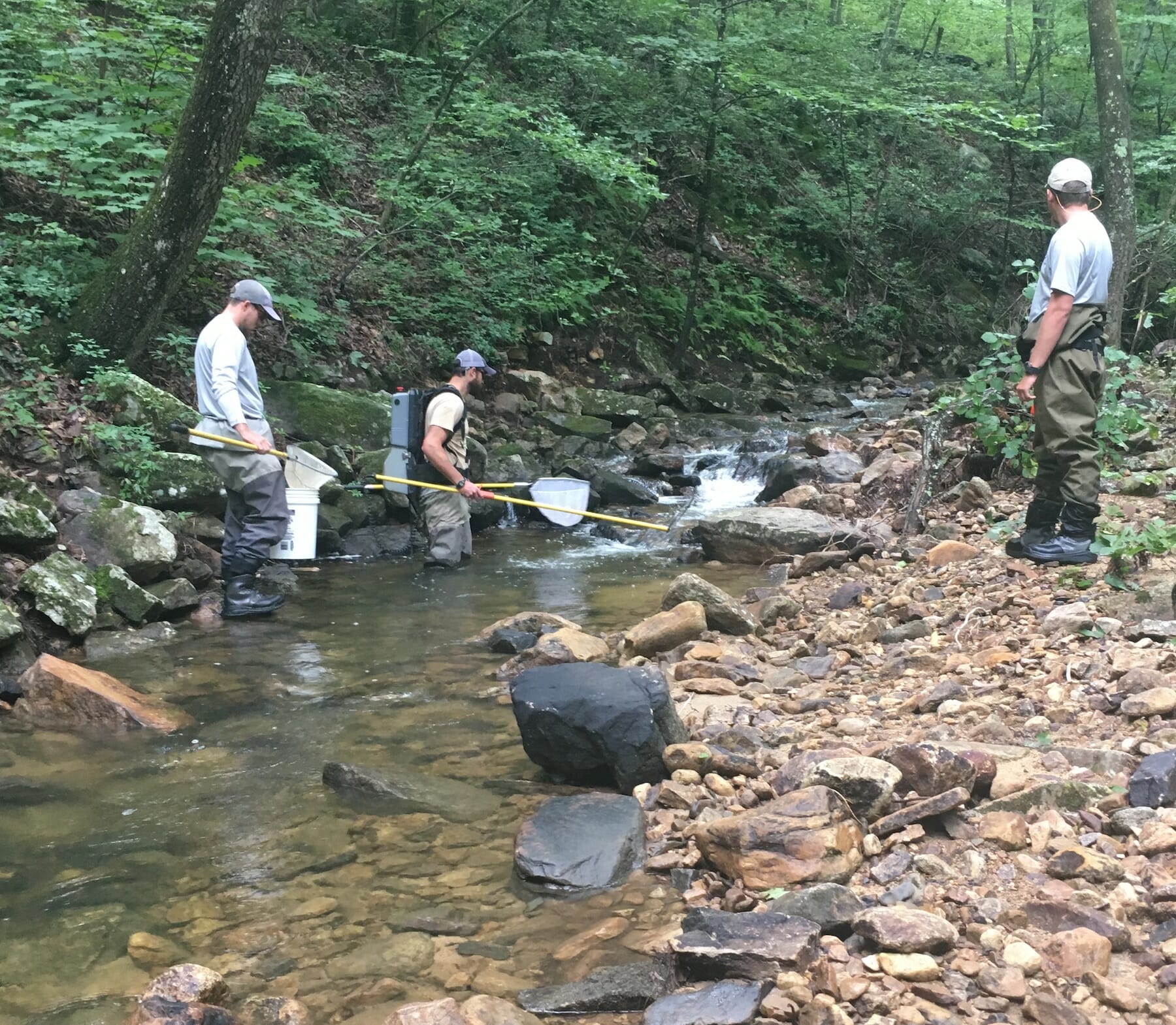 Brook Trout Restoration Projects Taking Hold In Virginia And