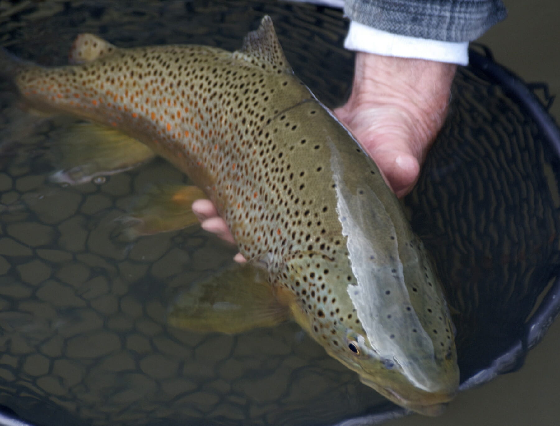 Take Action For Upper Delaware Trout Unlimited