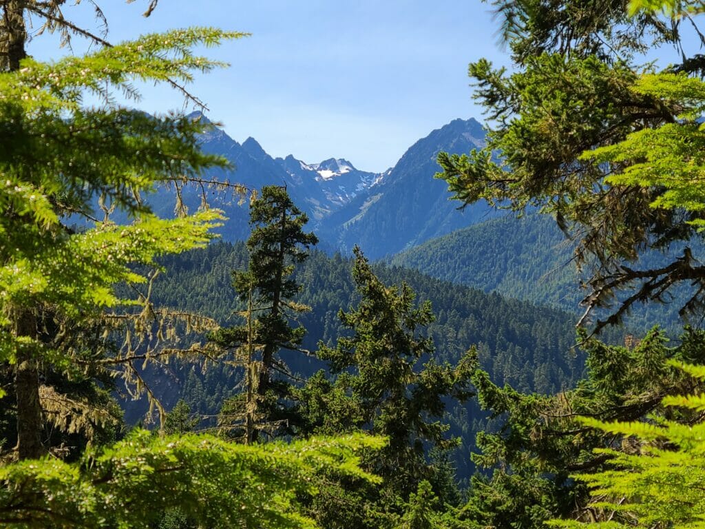 Elwha River Is Ascendant Six Years After The Last Dam Came Out Trout
