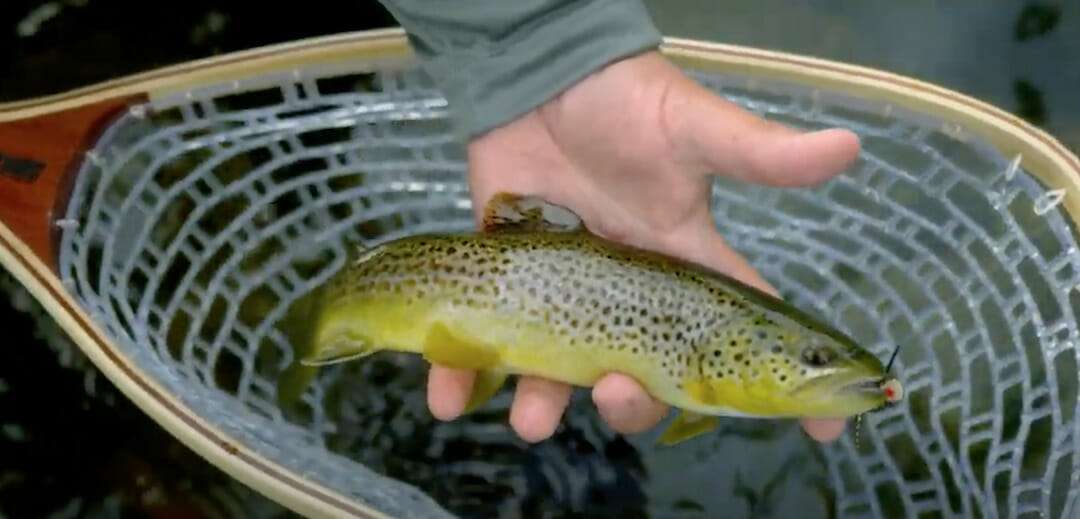 Keystone Fund Helps PA's Brodhead Creek Trout The Fishing Wire