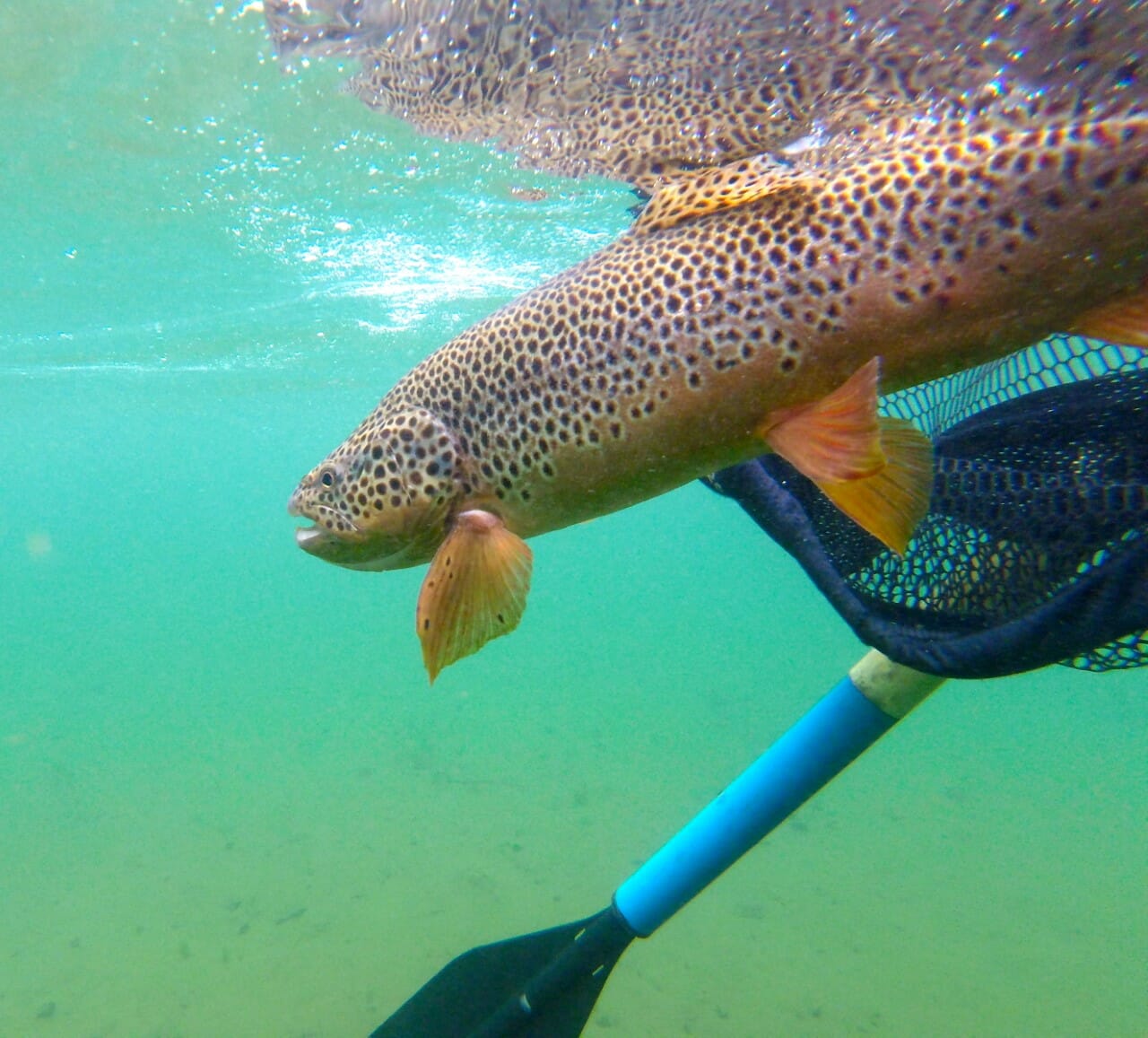 National Park Service Targets Brown Trout At Lees Ferry Trout Unlimited(028)