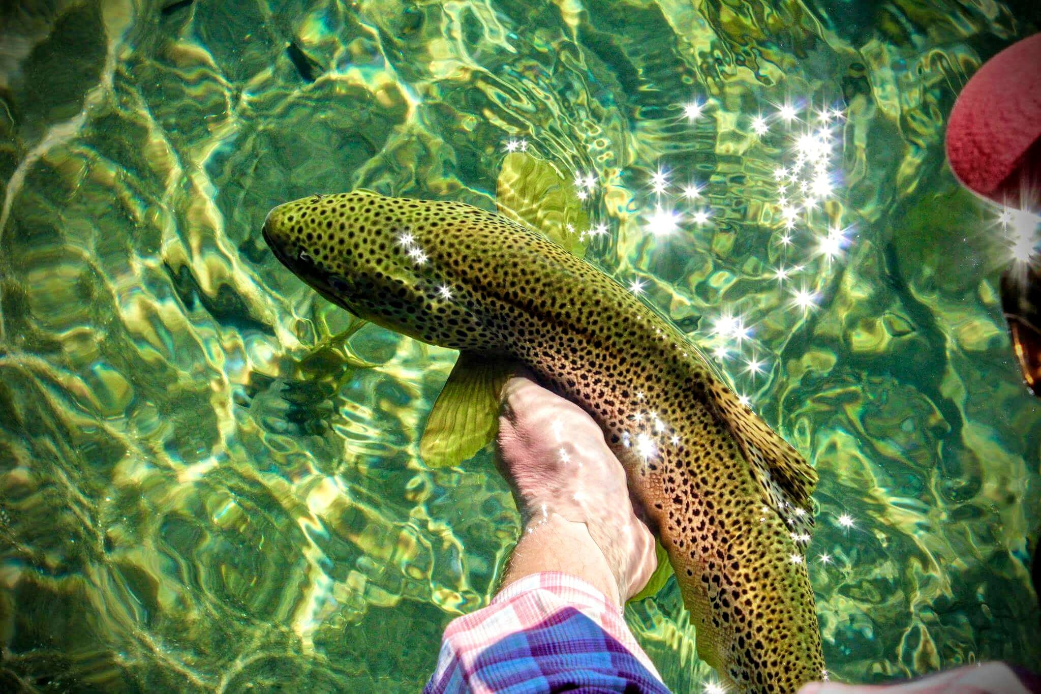Plying The Andean Flats For Giant Browns Trout Unlimited