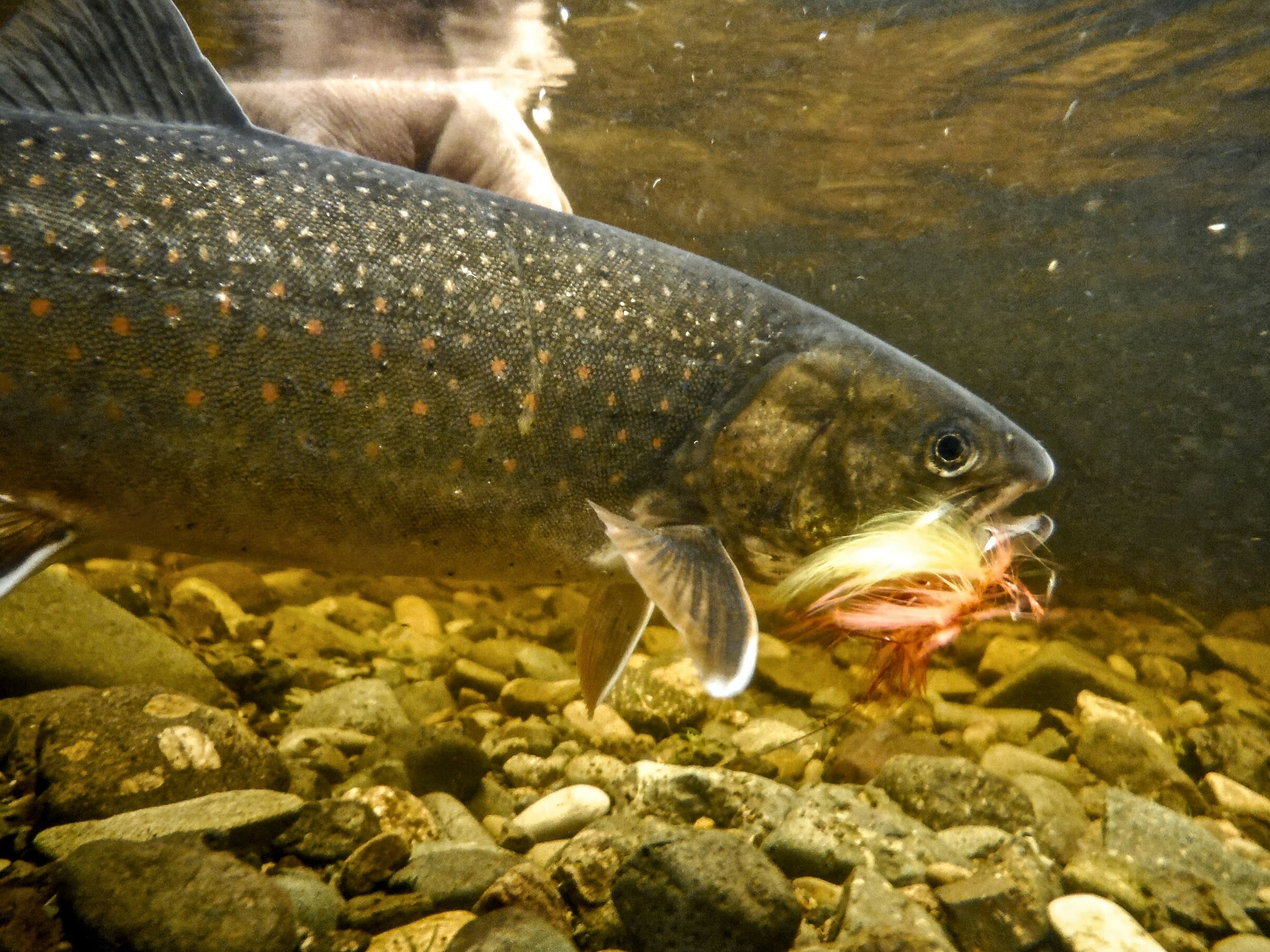 Dolly Varden All You Need To Know Trout Unlimited