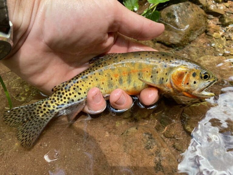Everything You Wanted To Know Colorado River Cutthroat Trout Trout