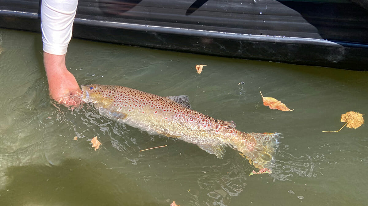 'A. Very. Large. Brown. Trout.’ Trout Unlimited
