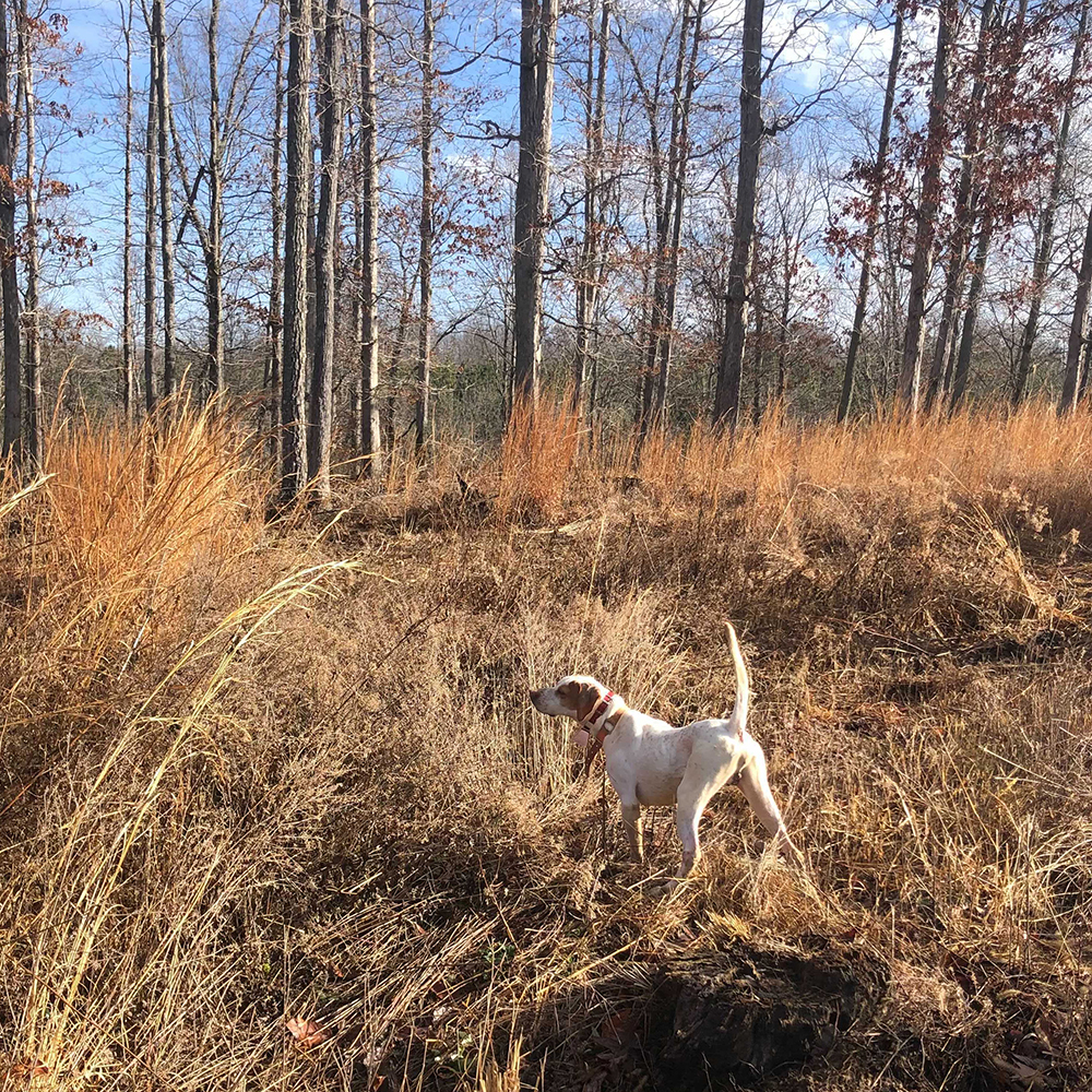 Home Tuck Away Hunting Preserve