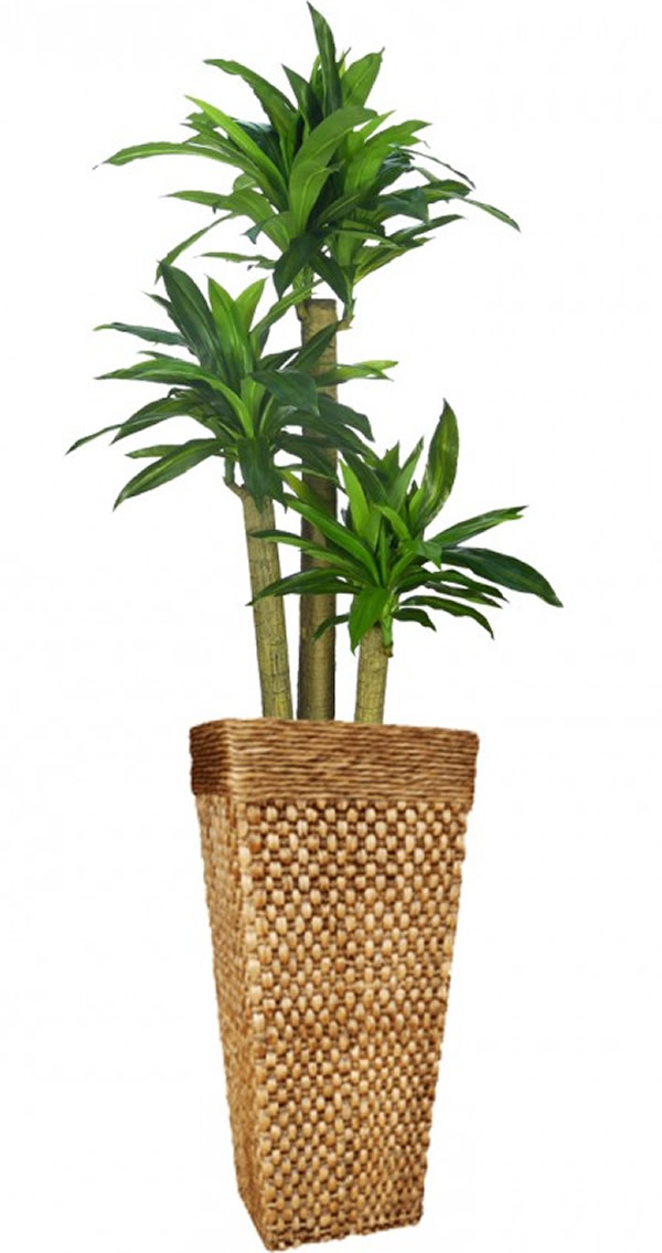 10 plantas especiais para jardim de inverno