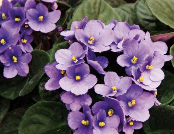 Flor Violeta Como cuidar? Veja dicas para cultivo