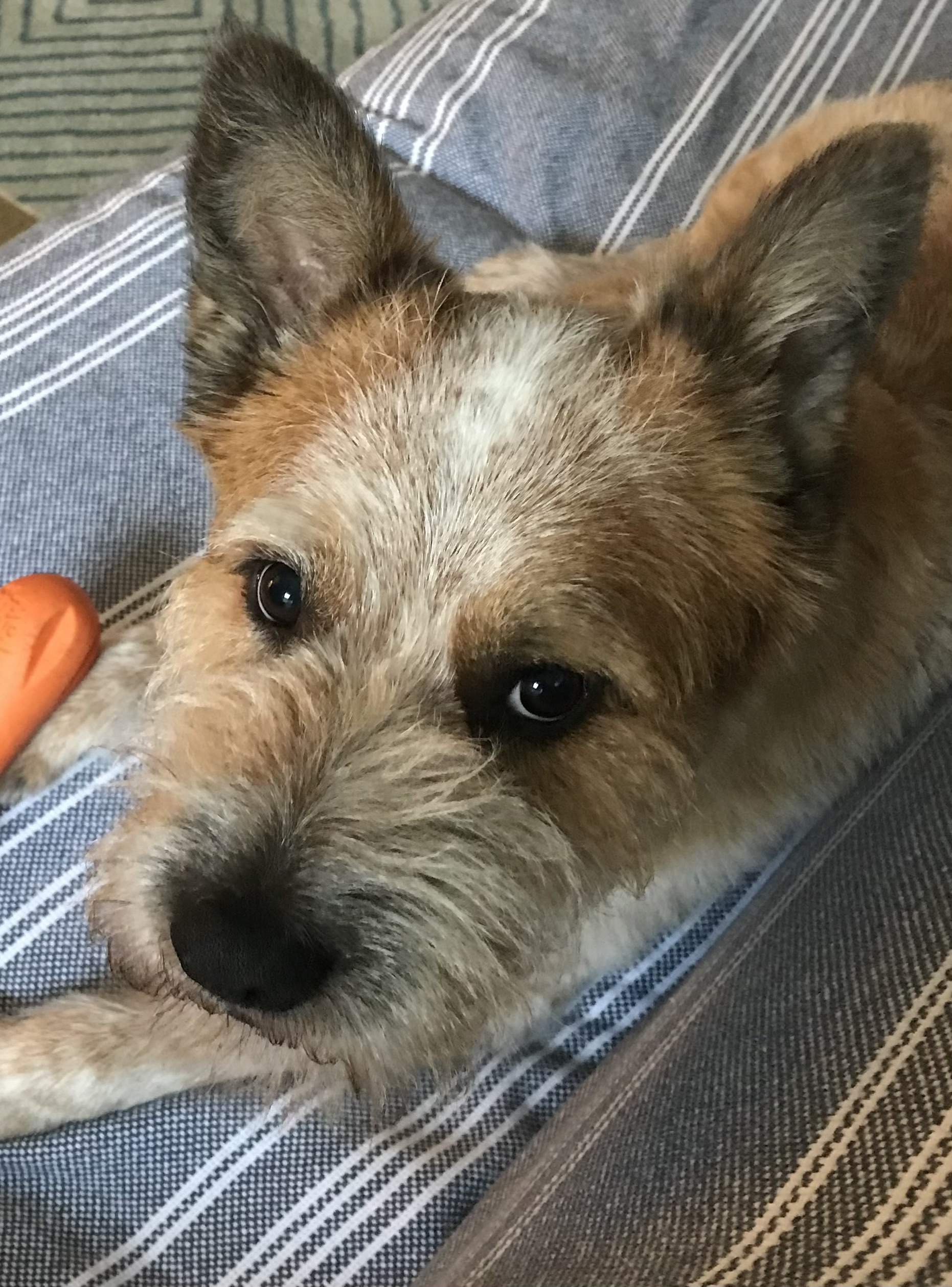 Max Pet Memorial Program