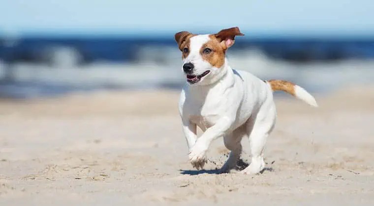Hundestrand Deutschland Das sind die TOP 10 Hundestrände an der Ostsee