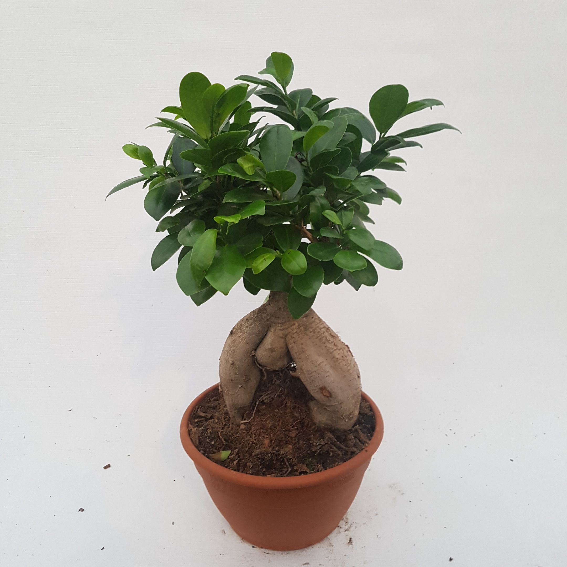 Ficus microcarpa ‘Ginseng’ (Bonsaivijg) 40 CM Tuincentrum Heerdink