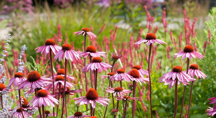 Omdat er meer dan 1000. Web  september is geschikt om heesters en coniferen te planten. Welke Bloemen Planten In September englshtegi