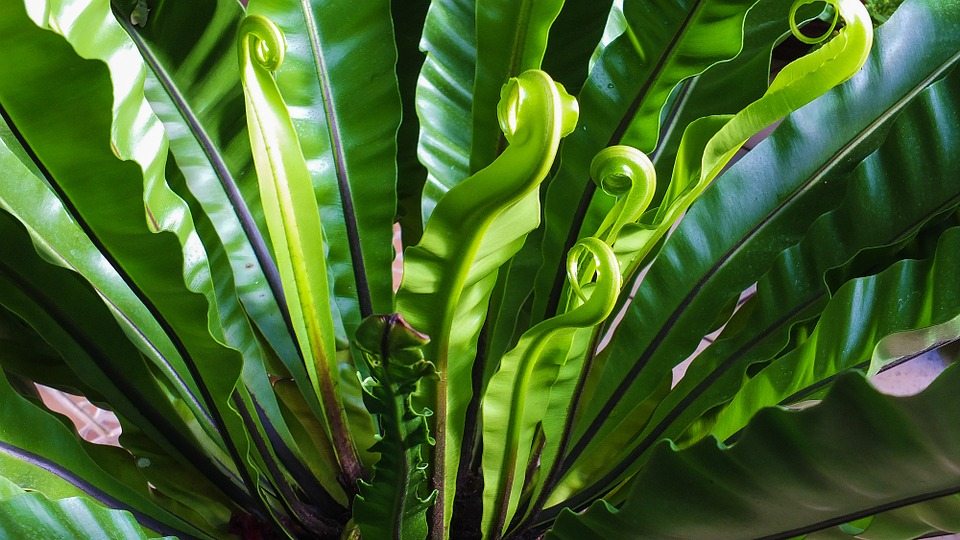6 Plantas que pueden sobrevivir... en lo más obscuro de tu casa