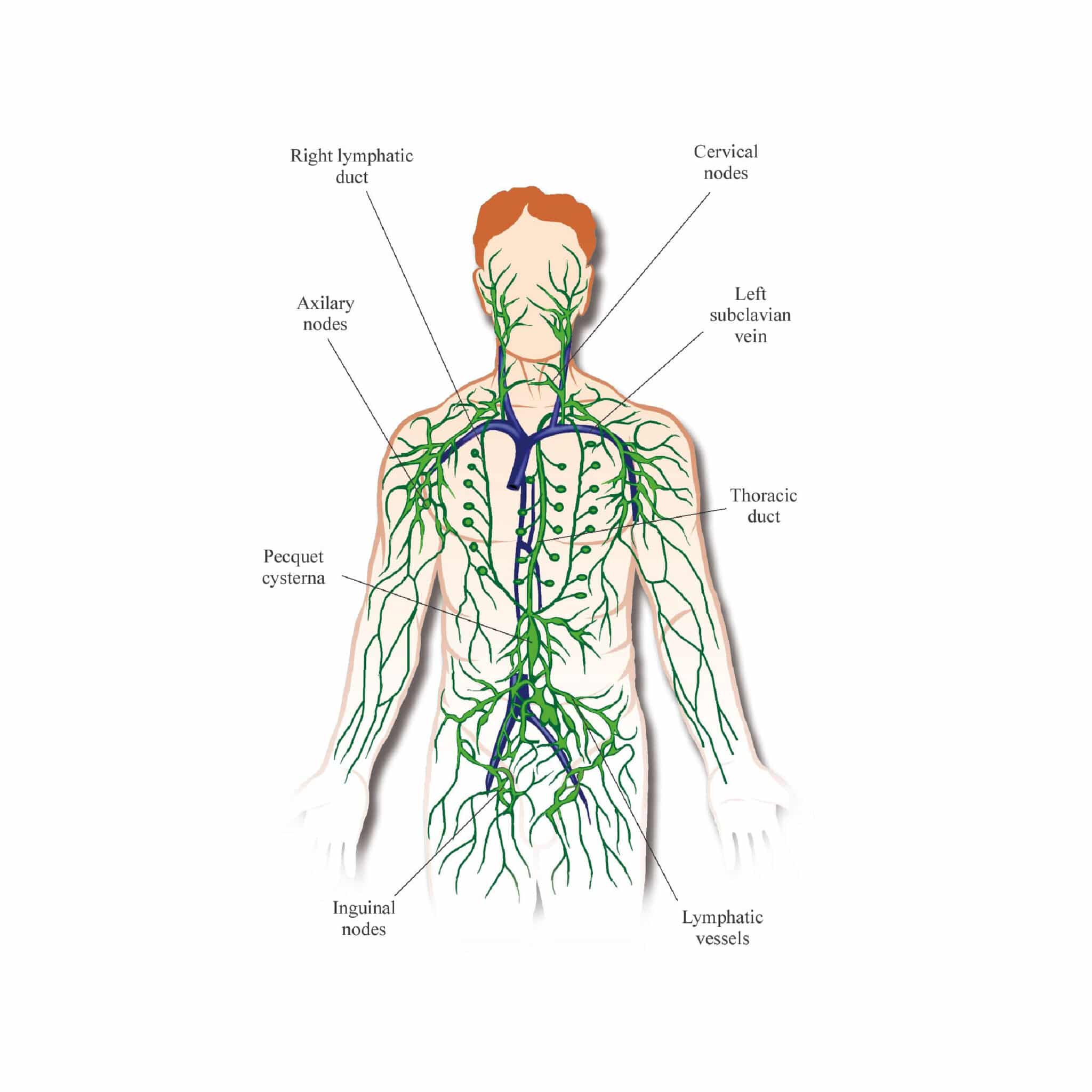 Lymphatic Drainage - Tummy Temple