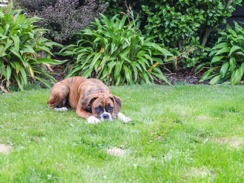 10 Ways To Stop Dog Pee Killing Grass Turf Technologies » Turf