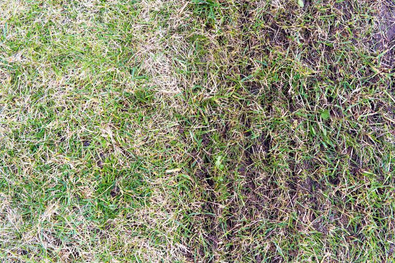 How to Aerate Your Lawn When, Why, Tips, & Tools [Expert Guide]
