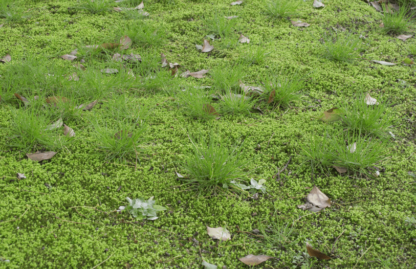 Turf Maintenance 101 How to Repair a Damaged Lawn