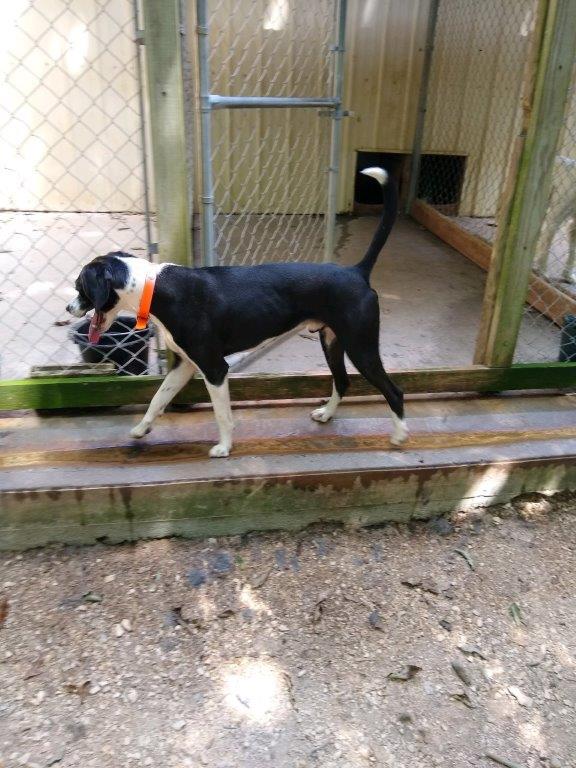 Traditional fall and winter turkey hunting with a dog.