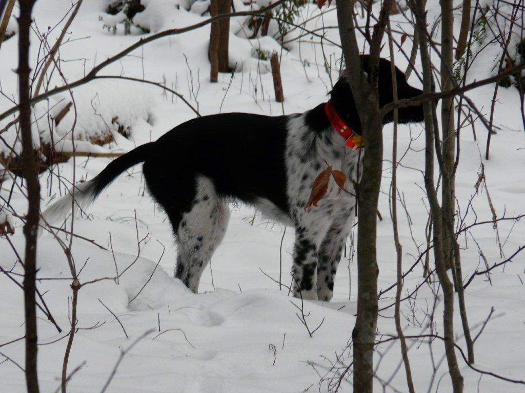 The Aristocrats brought this turkey hunting dogs Pointer and Setter