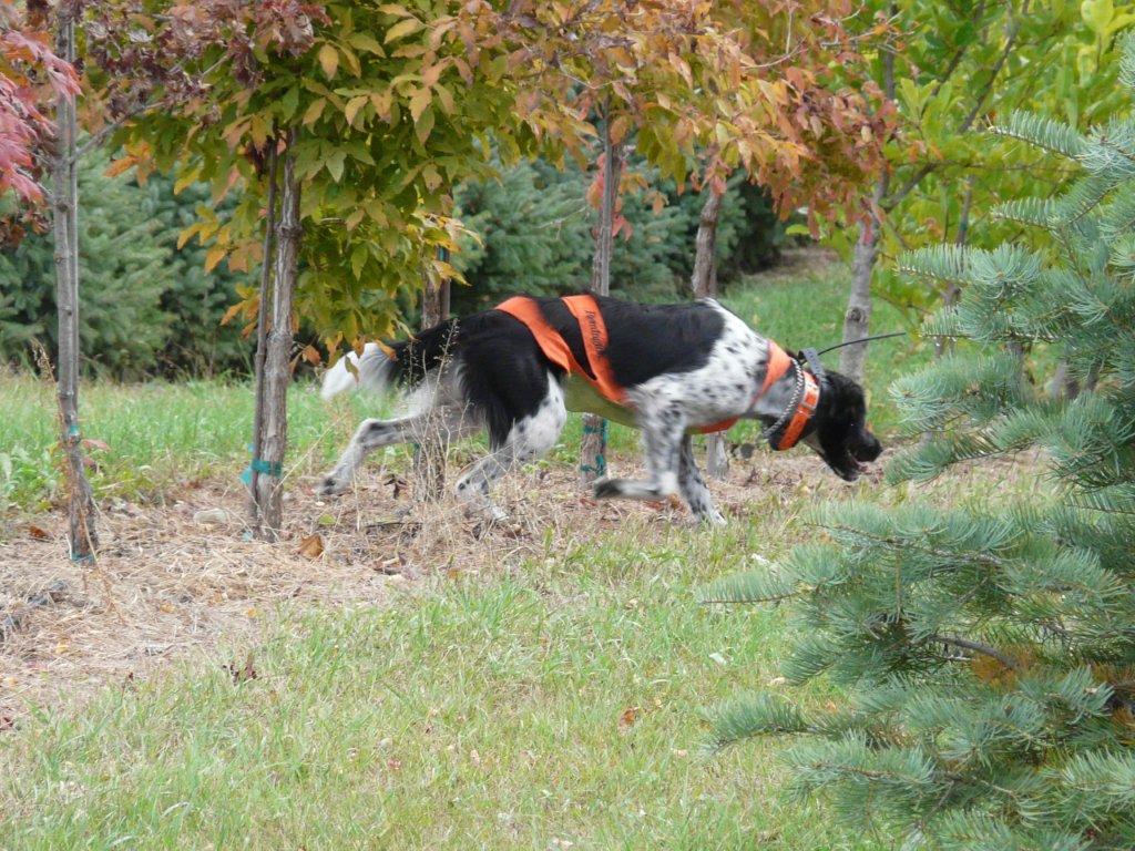 English Aristocratics invented turkey hunting dogs in early Virginia