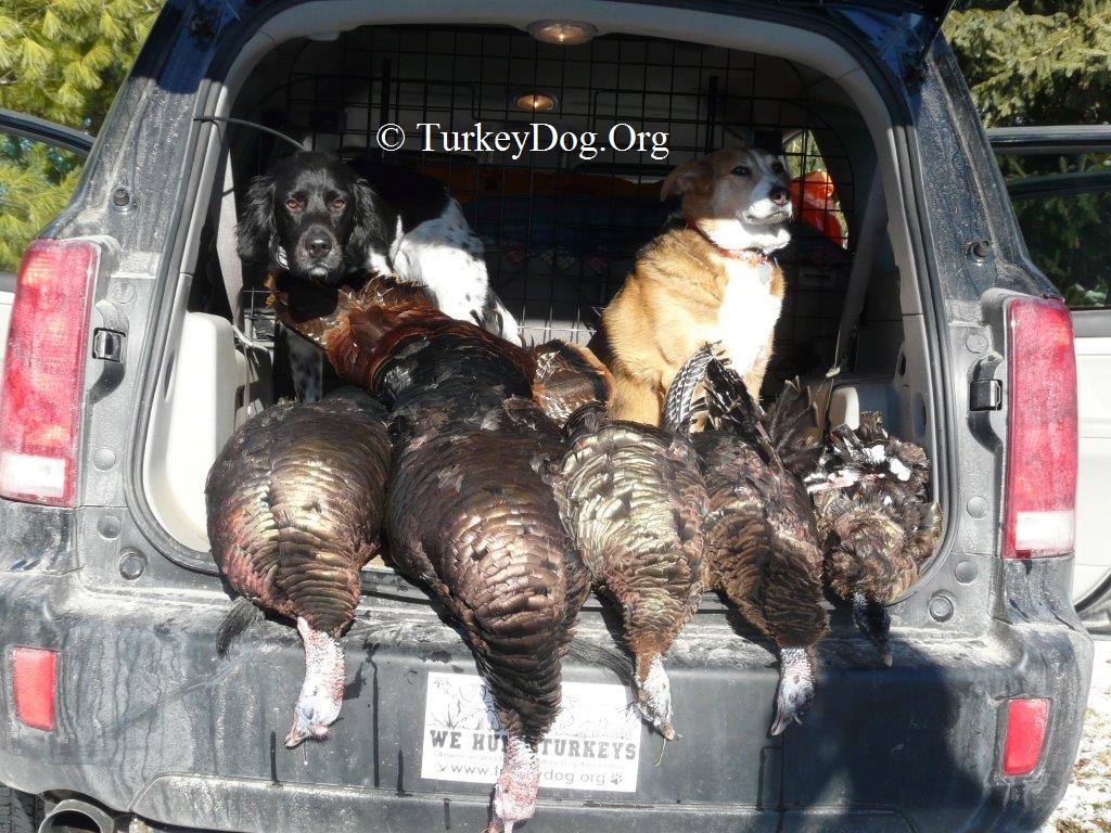 The Aristocrats brought this turkey hunting dogs Pointer and Setter