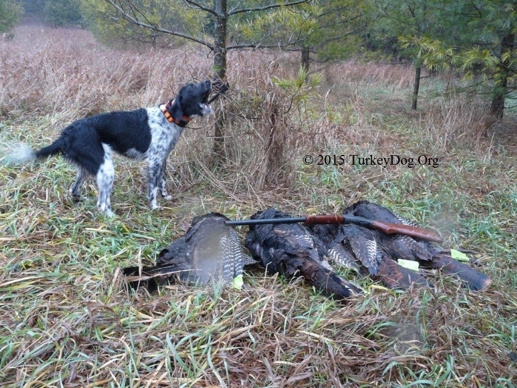 The quail dogs the English brought to Virginia became turkey dogs