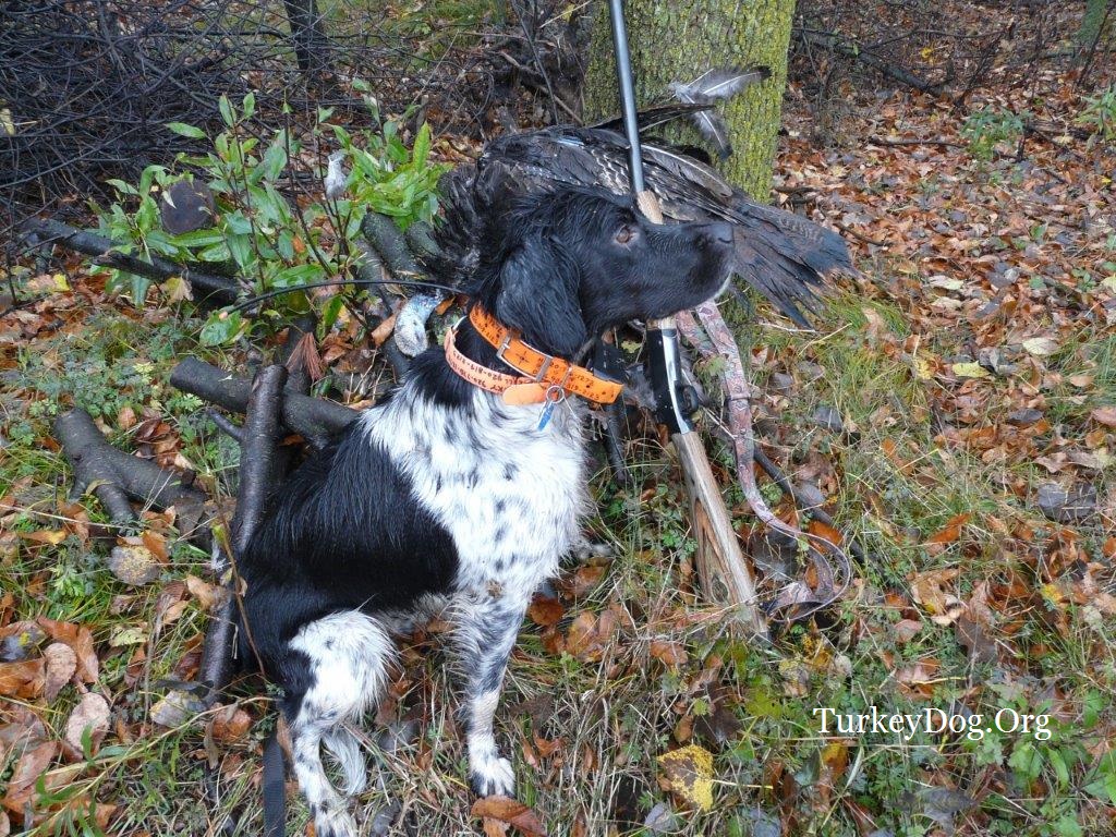 The quail dogs the English brought to Virginia became turkey dogs