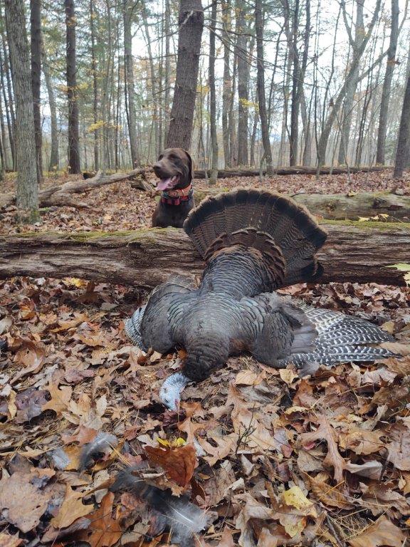 30+ years of hunting fall turkey with Labradors in Virginia