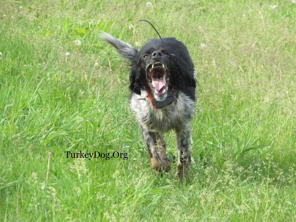 American Wild Turkey Hunting Dog Association since 1607