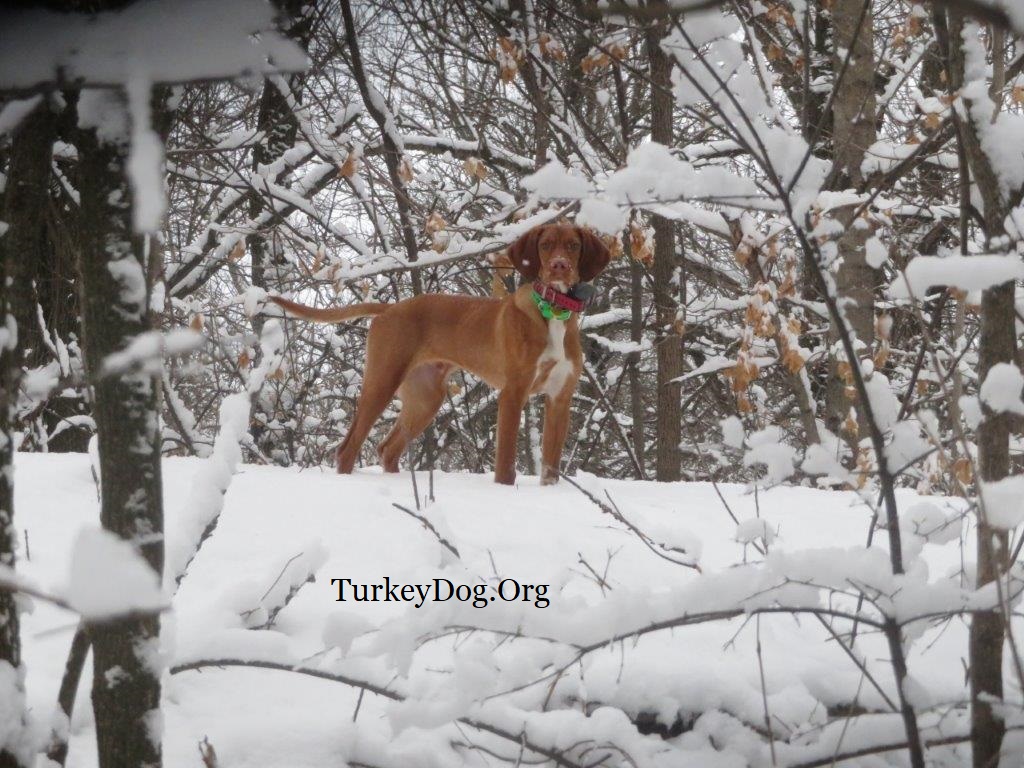 Hunting Wild Turkey with a Dog.