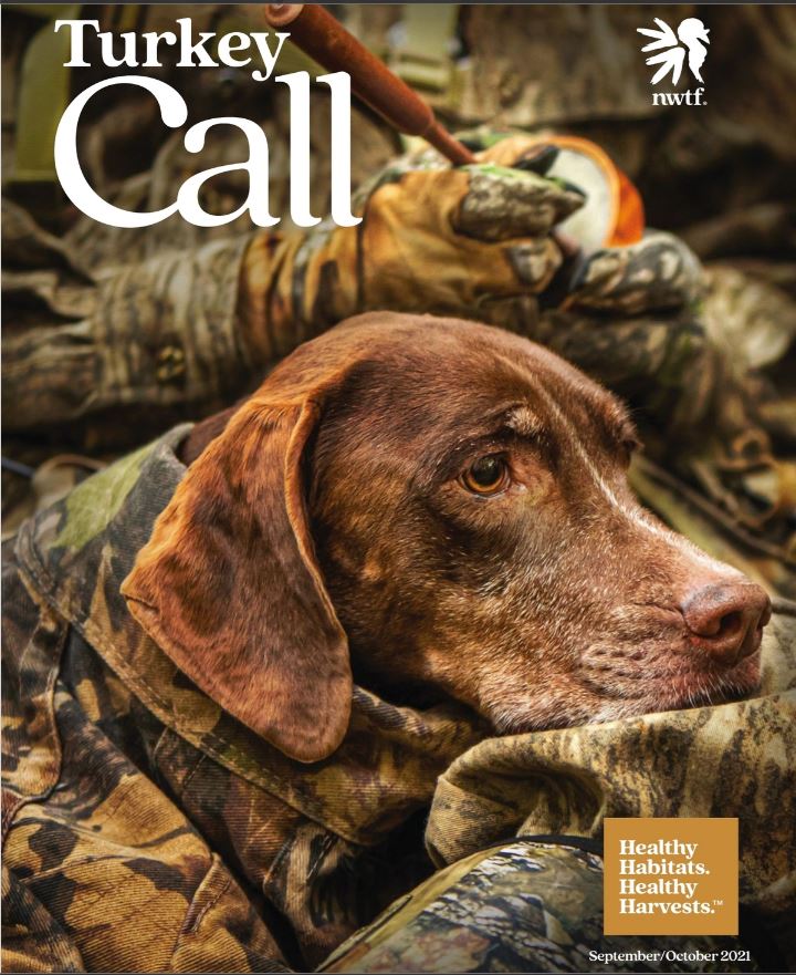 Hunting Wild Turkey with a Dog.