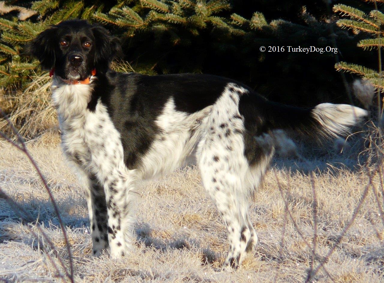 Hunting Wild Turkey with a Dog.