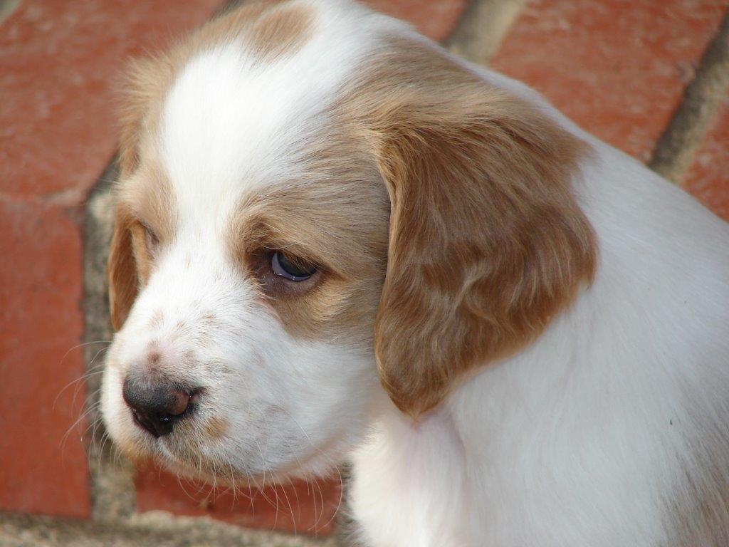 American Wild Turkey Hunting Dog Association