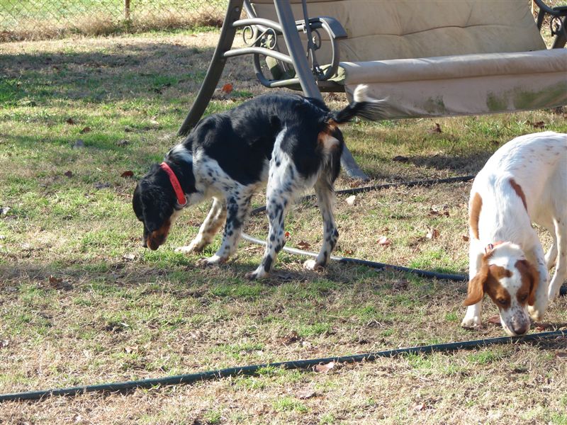 Turkeys run, dogs bark, birds fly, hunters call.