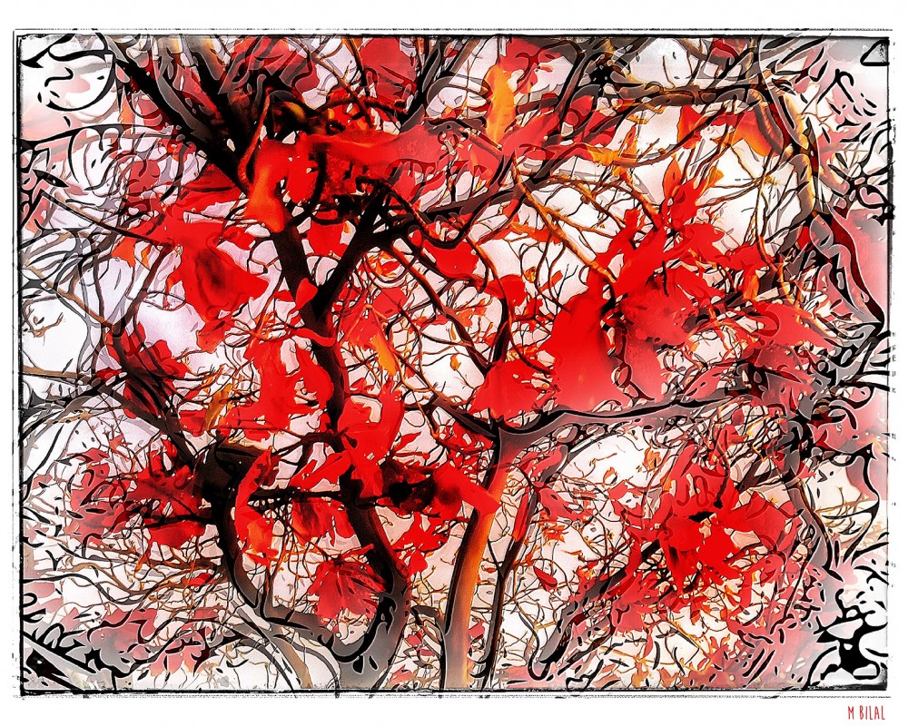 Fine Art Turk's Head Commercial Photography