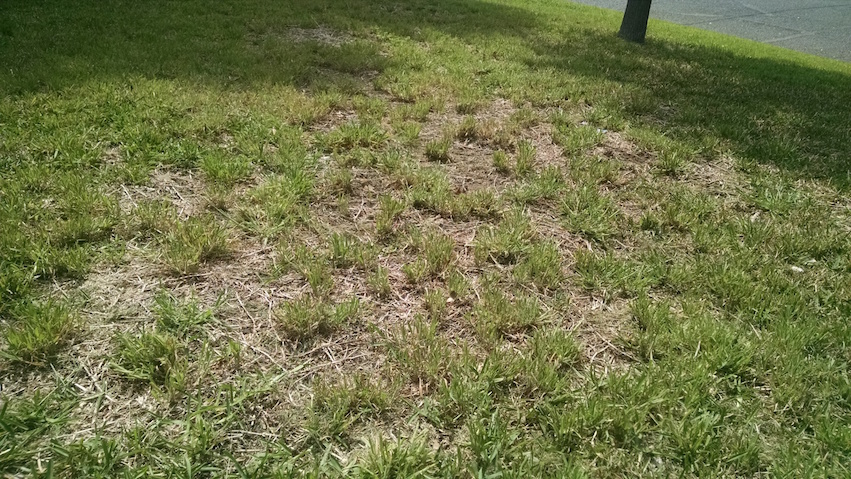 Help with Common Lawn Problems Turner ACE Hardware