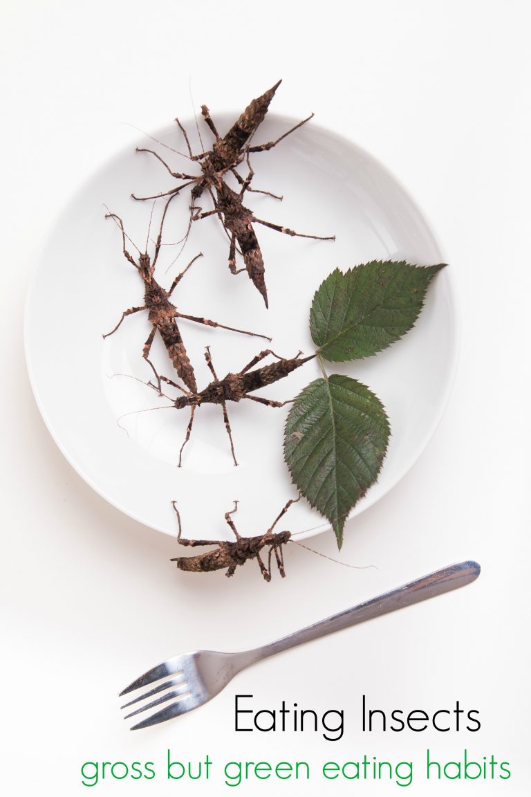 Eating Insects for Food and Rethinking Our Meals Turning the Clock Back