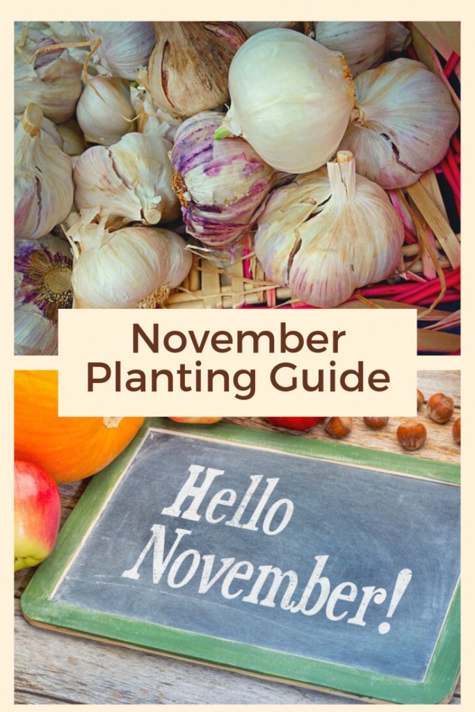 What to Plant in November Inside and Out Turning the Clock Back